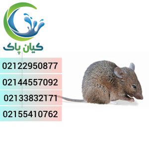 سم موش