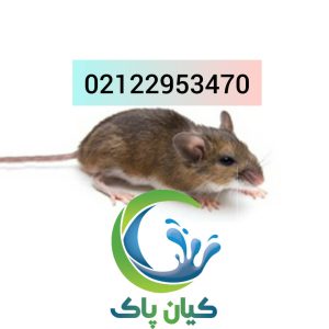 شرکت موش گیری