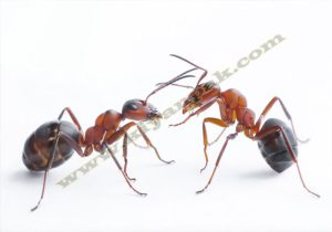 شرکت سم پاشی مورچه