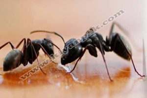 سمپاشی مورچه - شرکت سمپاشی مورچه