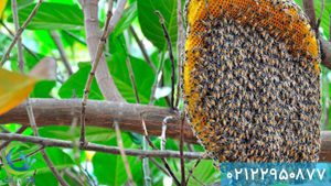 مقابله با زنبور - از بین بردن زنبور
