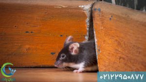 سم پاشی موش - مبارزه با موش