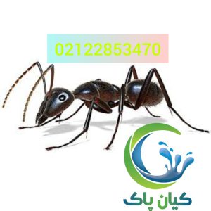 مورچه - شرکت سمپاشی مورچه